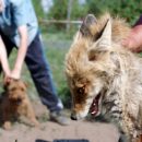 Зоозащитники призывают бойкотировать садистский фильм «Сердце мира» Зоозащитники призывают бойкотировать садистский фильм «Сердце мира»